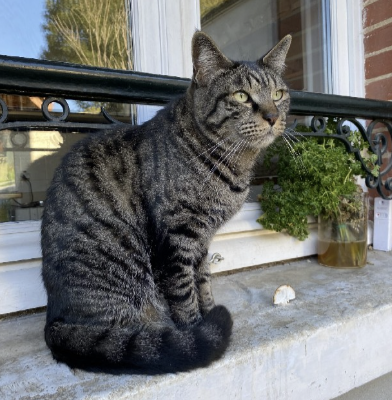 exposition participative les chats au musée en florentinois
