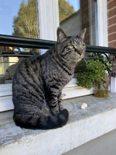 exposition participative les chats au musée en florentinois